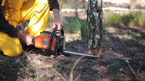 Best Tree Preservation Services  in Venetian Vlage, IL