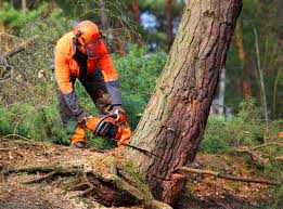 Best Lawn Drainage Solutions  in Venetian Vlage, IL