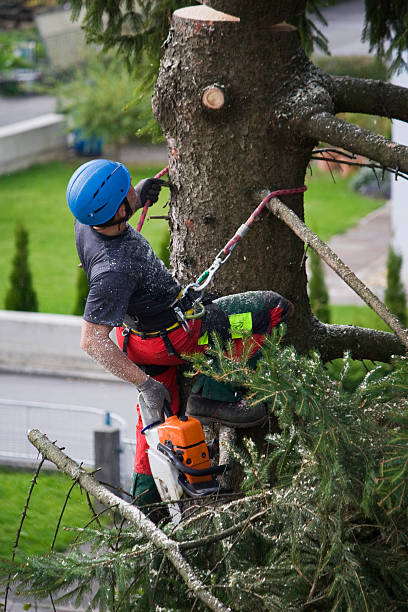 Best Organic Lawn Care Solutions  in Venetian Vlage, IL